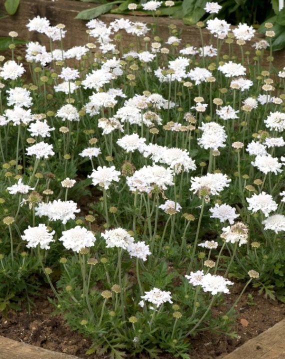 scabiosa columbaria