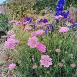 scabiosa pink mist 1