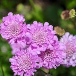 scabiosa pink mist