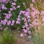 scabiosa pink mist 2 (1)