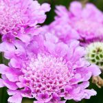 scabiosa pink mist 2