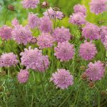 scabiosa pink mist 3