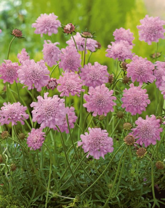 scabiosa pink mist 3