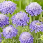 scabious butterfly blue 4