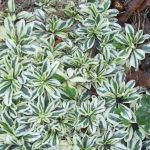 arabis sarenolisni