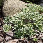 arabis sarenolisni 2