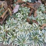 arabis sarenolisni 3
