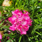 armeria maritima mini 2