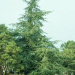 Cedrus atlantica at Green Lake.