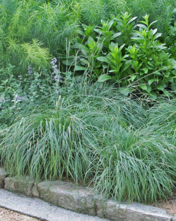 carex flacca