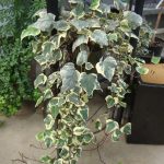 hedera algeriensis glorie de marengo 1