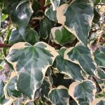 hedera algeriensis glorie de marengo