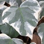 hedera algeriensis glorie de marengo 2