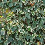 hedera algeriensis glorie de marengo 3