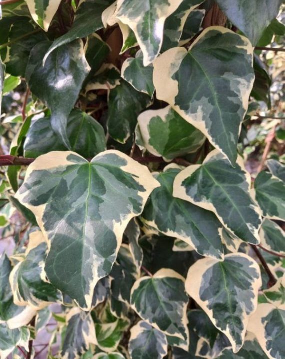 hedera algeriensis glorie de marengo