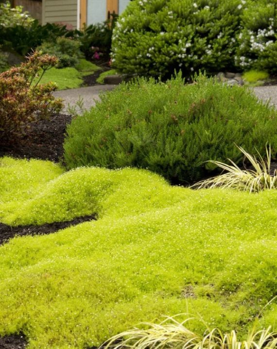 irska mahovina zlatna 2