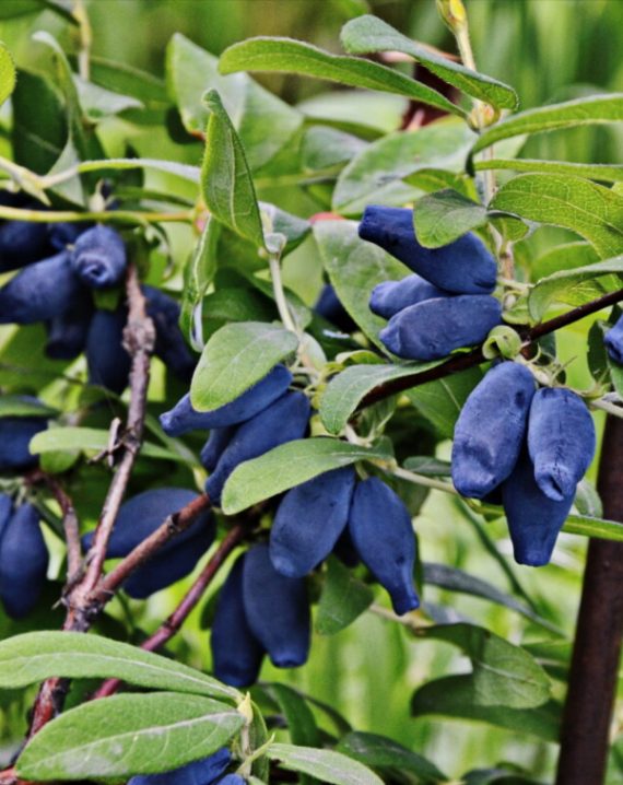 kamcatska borovnica