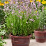 lavanda angustifolia rosea 1