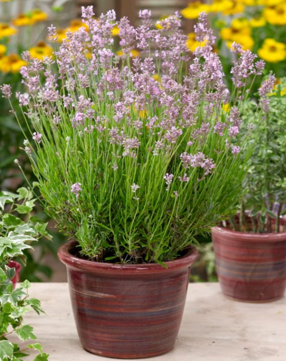 lavanda angustifolia rosea 1
