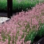 lavanda angustifolia rosea 2