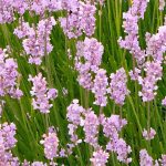 lavanda angustifolia rosea 3