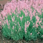 lavanda angustifolia rosea 4