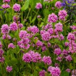 lychnis alpina 1