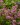 lychnis alpina 1