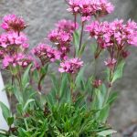 lychnis alpina
