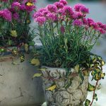 lychnis alpina 2