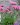 lychnis alpina