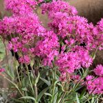 lychnis alpina 3