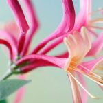 orlovi nokti roze 3