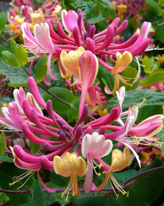 orlovi nokti roze