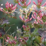 Flowers of goat leaf honeysuckle (Lonicera caprifolium) plant close up in garde