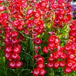 penstemon polaris red 1
