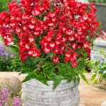 penstemon polaris red