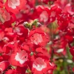 penstemon polaris red 2