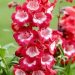 penstemon polaris red 3