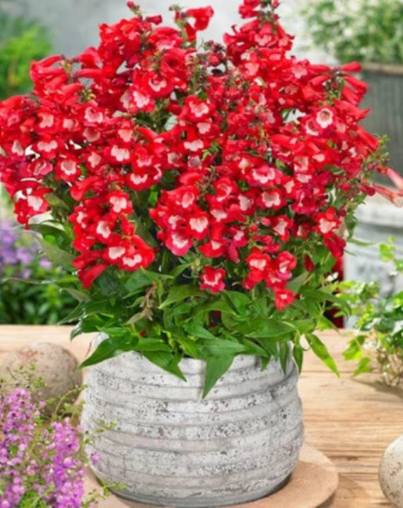 penstemon polaris red