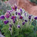 pulsatilla vulgaris 1