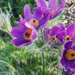 pulsatilla vulgaris