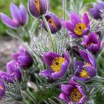 Pasque flower, beautiful spring flowers, Pulsatilla vulgaris.