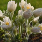 pulsatilla vulgaris 2