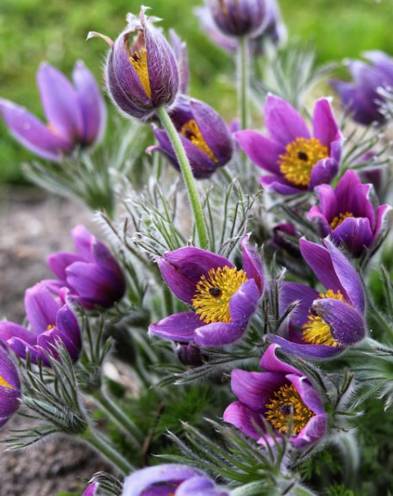 Pasque flower, beautiful spring flowers, Pulsatilla vulgaris.