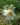 pulsatilla vulgaris 3