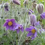 pulsatilla vulgaris 3