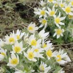 pulsatilla vulgaris 4