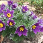 pulsatilla vulgaris 4