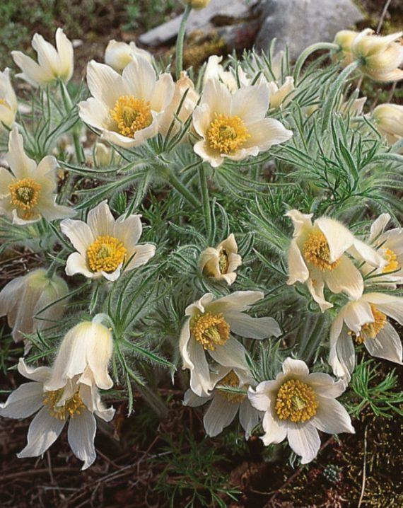pulsatilla vulgaris